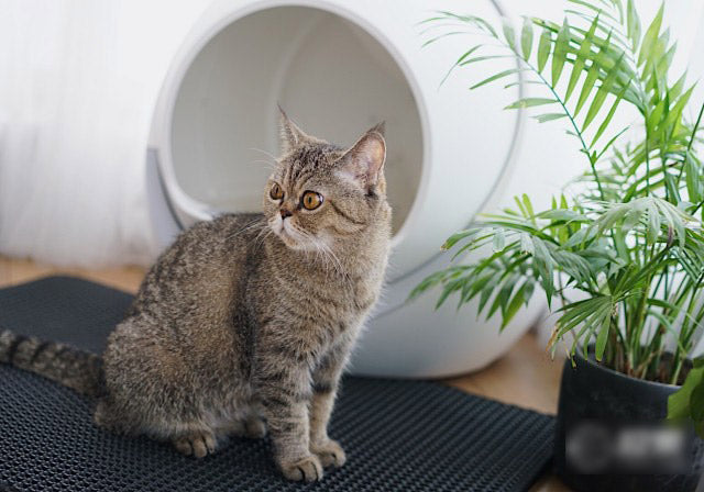 Petree Automatic Smart Cat Litter Box Review