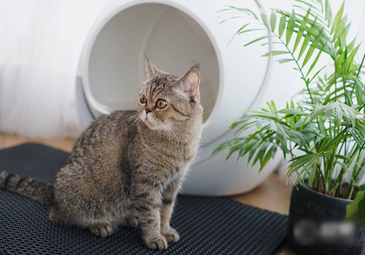 Petree Automatic Smart Cat Litter Box Review