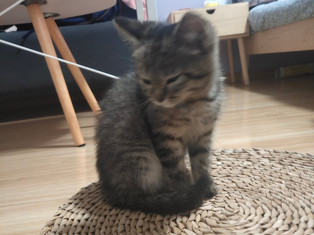 3 Things You Should Never Do As a Cat Owner