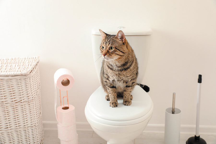 Are Self Cleaning Litter Boxes Worth it?