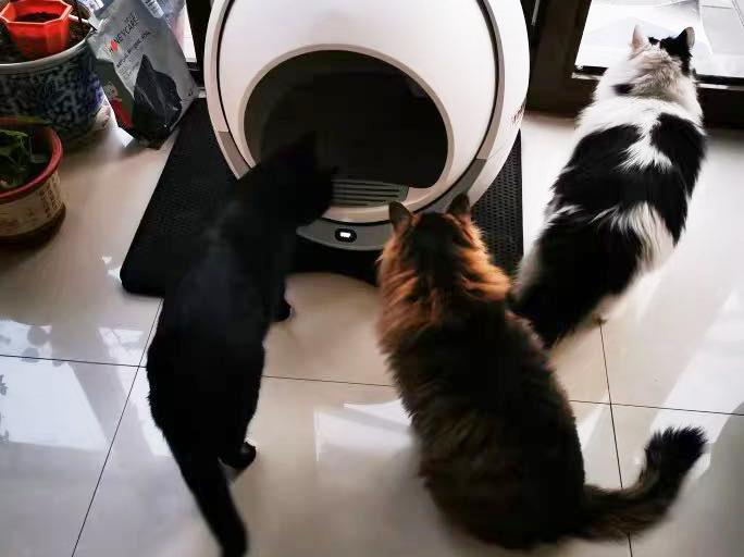 Self Cleaning Litter Box For Multiple Cats and Large Cats (100+ Images)
