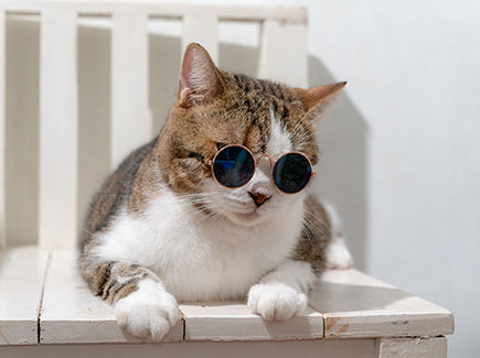 How to Stop a Cat From Urinating in the House?