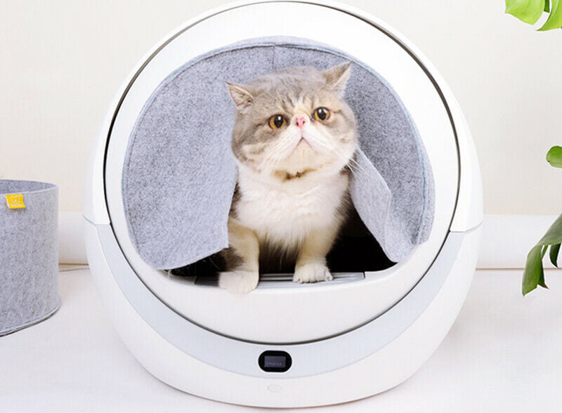 Best Affordable Automatic Cat Litter Box 2021