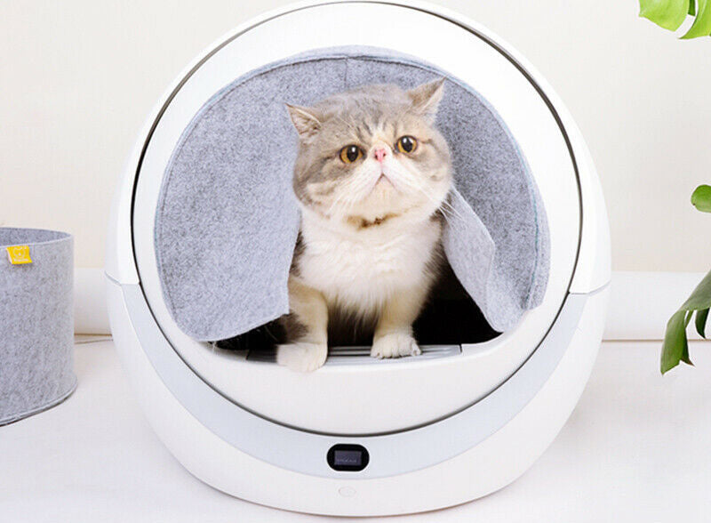 Best Affordable Automatic Cat Litter Box 2021 (Save Your Money